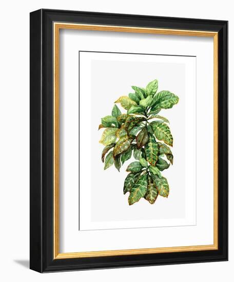 Watercolor Croton Leaves-null-Framed Art Print