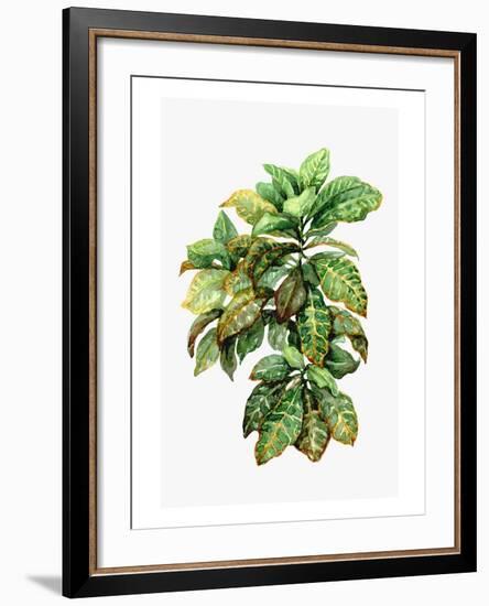 Watercolor Croton Leaves-null-Framed Art Print