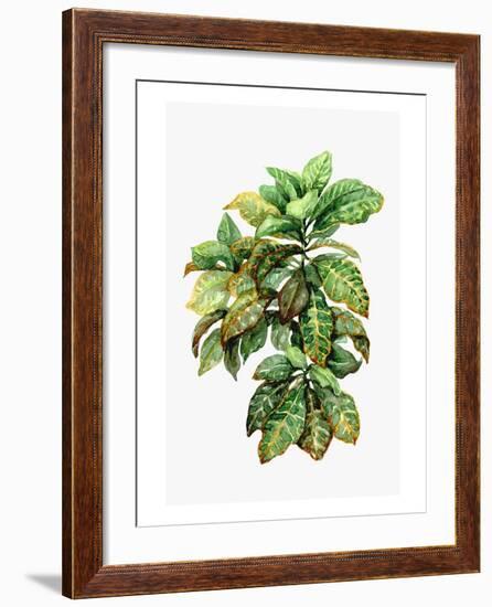 Watercolor Croton Leaves-null-Framed Art Print