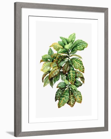 Watercolor Croton Leaves-null-Framed Art Print