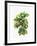 Watercolor Croton Leaves-null-Framed Art Print