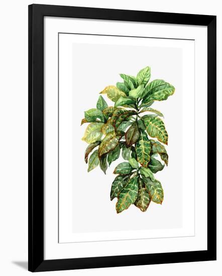 Watercolor Croton Leaves-null-Framed Art Print