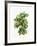 Watercolor Croton Leaves-null-Framed Art Print