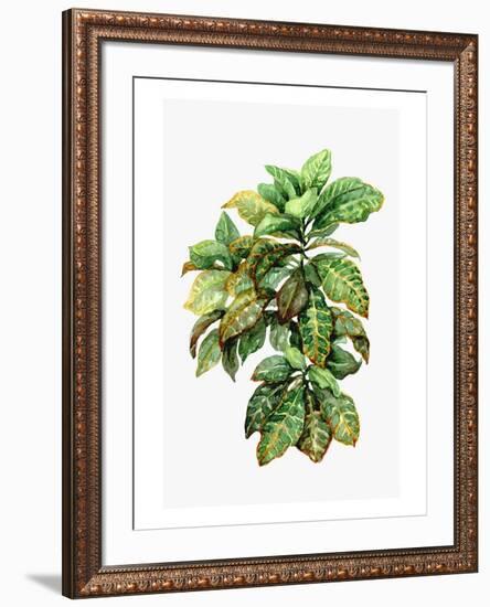 Watercolor Croton Leaves-null-Framed Art Print