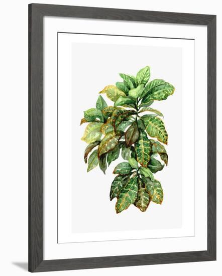 Watercolor Croton Leaves-null-Framed Art Print