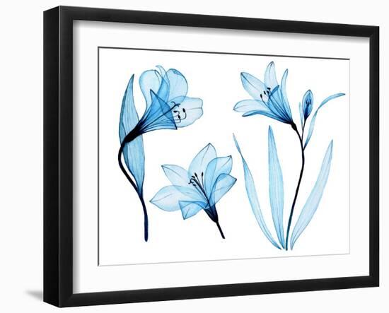 Watercolor Drawing. Set of Transparent Blue Flowers Alstroemeria, Lily. Airy Transparent Flowers, X-Tatyana Goncharuk-Framed Photographic Print