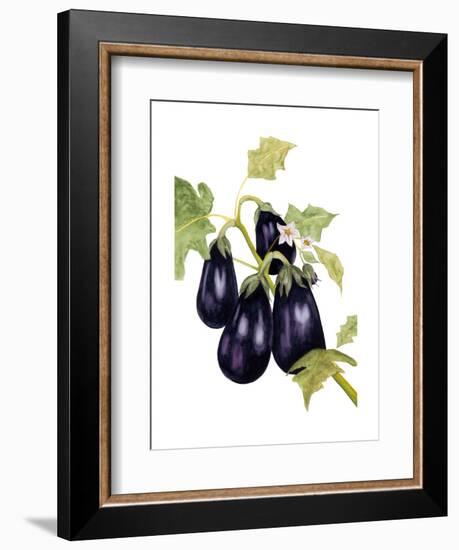 Watercolor Eggplant-Michael Willett-Framed Art Print