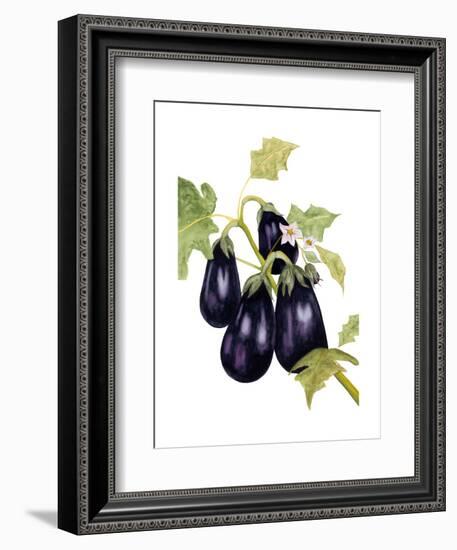 Watercolor Eggplant-Michael Willett-Framed Art Print