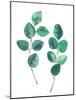 Watercolor Eucalyptus Branches - Botanical Illustration-Maria Mirnaya-Mounted Art Print