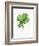 Watercolor Ficus Branch-null-Framed Art Print