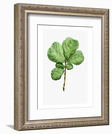 Watercolor Ficus Branch-null-Framed Art Print