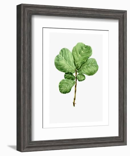 Watercolor Ficus Branch-null-Framed Art Print