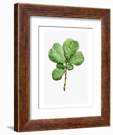 Watercolor Ficus Branch-null-Framed Art Print