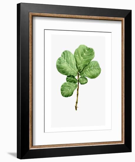 Watercolor Ficus Branch-null-Framed Art Print