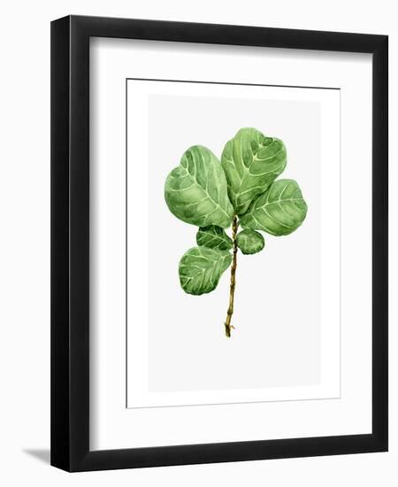 Watercolor Ficus Branch-null-Framed Art Print