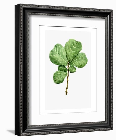 Watercolor Ficus Branch-null-Framed Art Print