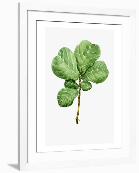 Watercolor Ficus Branch-null-Framed Art Print