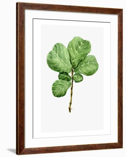 Watercolor Ficus Branch-null-Framed Art Print