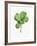 Watercolor Ficus Branch-null-Framed Art Print