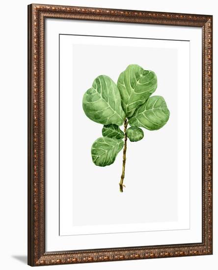 Watercolor Ficus Branch-null-Framed Art Print