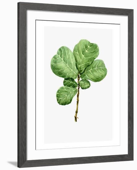 Watercolor Ficus Branch-null-Framed Art Print