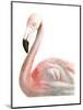 Watercolor Flamingo-Naomi McCavitt-Mounted Art Print