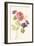 Watercolor Flowers IV-Danhui Nai-Framed Art Print