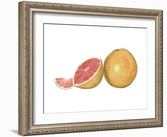 Watercolor Grapefruit-Michael Willett-Framed Art Print