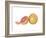 Watercolor Grapefruit-Michael Willett-Framed Art Print