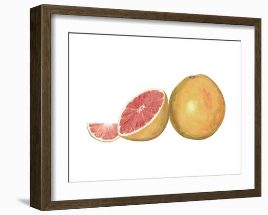 Watercolor Grapefruit-Michael Willett-Framed Art Print