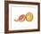 Watercolor Grapefruit-Michael Willett-Framed Art Print