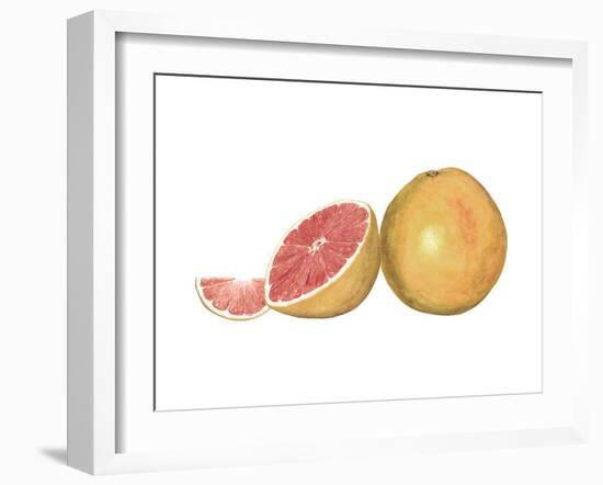 Watercolor Grapefruit-Michael Willett-Framed Art Print