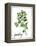 Watercolor Herbs II-Grace Popp-Framed Stretched Canvas