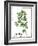 Watercolor Herbs II-Grace Popp-Framed Art Print