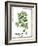 Watercolor Herbs II-Grace Popp-Framed Art Print