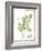 Watercolor Herbs III-Grace Popp-Framed Art Print