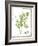Watercolor Herbs III-Grace Popp-Framed Art Print