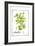 Watercolor Herbs IV-Grace Popp-Framed Art Print