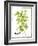 Watercolor Herbs IV-Grace Popp-Framed Art Print