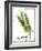 Watercolor Herbs V-Grace Popp-Framed Art Print