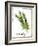 Watercolor Herbs V-Grace Popp-Framed Art Print