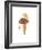 Watercolor Ice Cream Cone I-Lanie Loreth-Framed Art Print