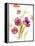 Watercolor Modern Poppies-Lanie Loreth-Framed Stretched Canvas