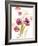 Watercolor Modern Poppies-Lanie Loreth-Framed Art Print