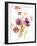 Watercolor Modern Poppies-Lanie Loreth-Framed Art Print