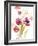 Watercolor Modern Poppies-Lanie Loreth-Framed Art Print