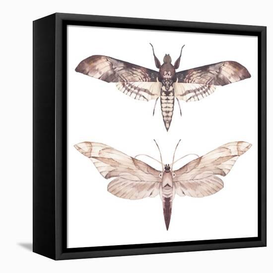 Watercolor Moth Set-Eisfrei-Framed Stretched Canvas