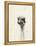 Watercolor Ostrich 2-Ben Gordon-Framed Premier Image Canvas