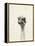 Watercolor Ostrich 2-Ben Gordon-Framed Premier Image Canvas