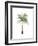 Watercolor Palm of the Tropics II-Grace Popp-Framed Art Print